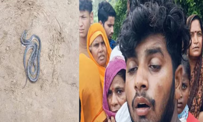 ಪತಿಯ ಬೆನ್ನತ್ತಿದ್ದ ಹಾವಿಗೆ ಪತ್ನಿ ಮಾಡಿದ್ದೇನು?
