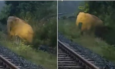 ರೈಲ್ವೇ ಹಳಿ ಬಳಿಯೇ ಮರಿಗೆ ಜನ್ಮ ನೀಡಿದ ತಾಯಿ ಆನೆ