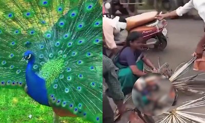 ಗಾಯಗೊಂಡ ನವಿಲಿನ ಗರಿಗಳನ್ನು ಕಿತ್ತ ಜನ
