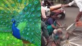 ಗಾಯಗೊಂಡ ನವಿಲಿನ ಗರಿಗಳನ್ನು ಕಿತ್ತ ಜನ