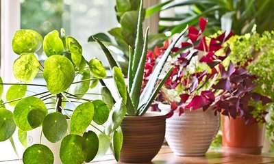 ನಿಮ್ಮ ಮನೆಗೆ ಅದೃಷ್ಟ ತರಲಿದೆ ಈ ಗಿಡಗಳು