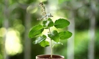 ತುಳಸಿ ಗಿಡ ಮನೆಯ ಈ ದಿಕ್ಕಿನಲ್ಲಿದ್ದರೆ ನಿಮ್ಮ ಅದೃಷ್ಟವೇ ಬದಲಾಗುತ್ತೆ!