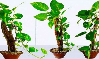 ಮನಿ ಪ್ಲಾಂಟ್ ನೆಡಲು ಸರಿಯಾದ ದಿಕ್ಕು ಯಾವುದು ಗೊತ್ತೆ?