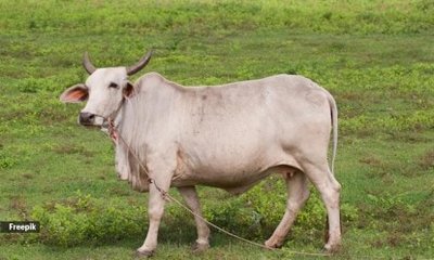 ದನದ ಹಾಲಿನ ಸೇವನೆಯಿಂದ ರೇಬಿಸ್ ಬರುತ್ತ?