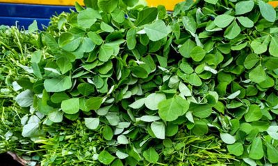 ಆರೋಗ್ಯ ವೃದ್ಧಿಸುವ ಮೆಂತೆ ಸೊಪ್ಪು