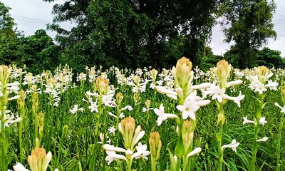 ಮನೆಯ ವಾಸ್ತು ದೋಷ ನಿವಾರಿಸುತ್ತದೆ ಈ ಸಸ್ಯ