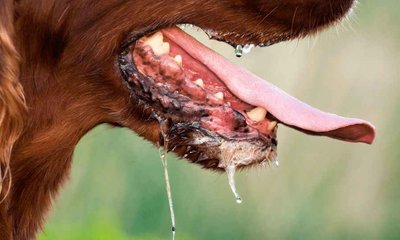 ರೇಬೀಸ್ ತಡೆಗಟ್ಟಲು ಈ ಟಿಪ್ಸ್‌ ಫಾಲೋ ಮಾಡಿ