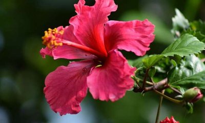 ಮನೆಯಲ್ಲಿ ಈ ಗಿಡ ಇದ್ದರೆ ಸಂಪತ್ತು, ವೈವಾಹಿಕ ಆನಂದ ಅಧಿಕ!