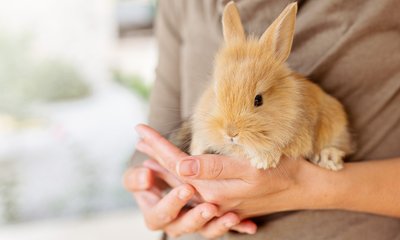 ಈ ಸಾಕು ಪ್ರಾಣಿಗಳು ಅದೃಷ್ಟವಂತೆ...!