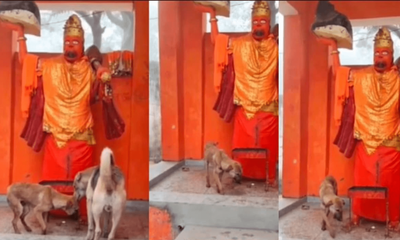 ಹನುಮಂತನ ವಿಗ್ರಹಕ್ಕೆ ಪ್ರದಕ್ಷಿಣೆ ಹಾಕಿದ ಶ್ವಾನ