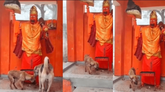 ಹನುಮಂತನ ವಿಗ್ರಹಕ್ಕೆ ಪ್ರದಕ್ಷಿಣೆ ಹಾಕಿದ ಶ್ವಾನ