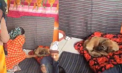 ಹನುಮಾನ್ ಮಂದಿರದಲ್ಲಿ ಸುತ್ತು ಹಾಕಿದ ಶ್ವಾನಕ್ಕೆ ಭಕ್ತರಿಂದ ಪೂಜೆ