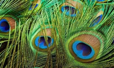 ನಕಾರಾತ್ಮಕ ಶಕ್ತಿಯನ್ನು ನಿವಾರಿಸುತ್ತದೆ ನವಿಲು ಗರಿ