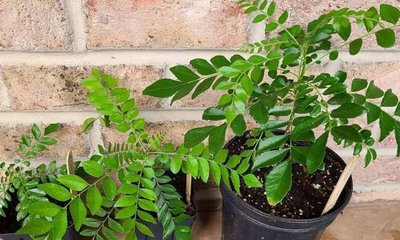 ಕೈಯಲ್ಲಿ ಹಣ ನಿಲ್ಲಬೇಕಾದರೆ ಇದೊಂದು ಗಿಡ ಮನೆಯಲ್ಲಿರಲಿ!