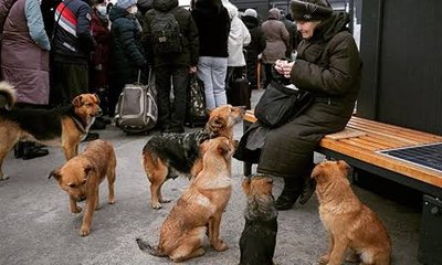 ಯುದ್ಧ ತಂದ ಅವಾಂತರ; ನೆಲೆ ಇಲ್ಲದೇ ಬೀದಿಗೆ ಬಂದ ಸಾಕುಪ್ರಾಣಿಗಳು