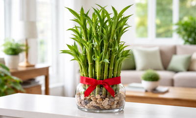 ಸಂಪತ್ತು, ಆರೋಗ್ಯ, ಶಾಂತಿಗೆ ಬಿದಿರು ಗಿಡ ಸಹಾಯಕ