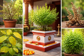 ತುಳಸಿ ಗಿಡ ಹೇಳುವ ಭವಿಷ್ಯ ರಹಸ್ಯ!