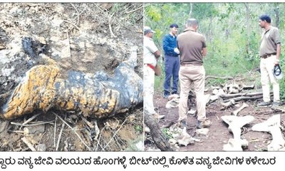 ಬಂಡೀಪುರದಲ್ಲಿ ಆನೆ, ಹುಲಿ ಬೇಟೆ: ಉ.ಪ್ರ.ತಂಡದ ಕೈವಾಡ ಶಂಕೆ?