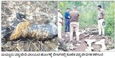 ಬಂಡೀಪುರದಲ್ಲಿ ಆನೆ, ಹುಲಿ ಬೇಟೆ: ಉ.ಪ್ರ.ತಂಡದ ಕೈವಾಡ ಶಂಕೆ?