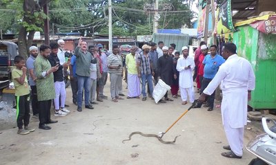 ಜನೌಷಧಿ ಕೇಂದ್ರಕ್ಕೆ ನುಗ್ಗಿದ ಕಾಳಿಂಗಸರ್ಪ