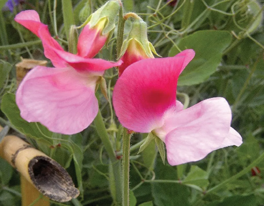 2026-05-06 11_35_04- flower