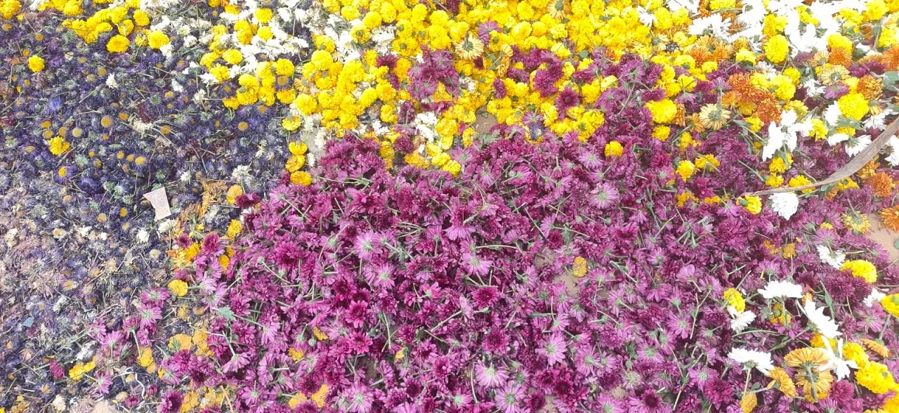 2cbpm12flower