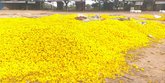 ಶ್ರಾವಣದಲ್ಲೂ ಹೂವಿಗೆ ಬೆಲೆ ಇಲ್ಲ