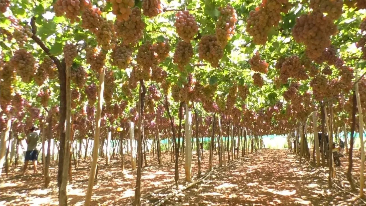 678783 Grapes