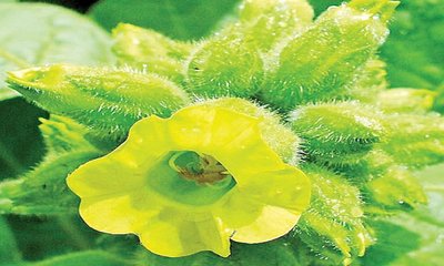 ತಂಬಾಕು ವಿಶ್ವವ್ಯಾಪಿಯಾಗಲು ಗ್ರಹಣಗಳೇ ಕಾರಣವಾದವು !