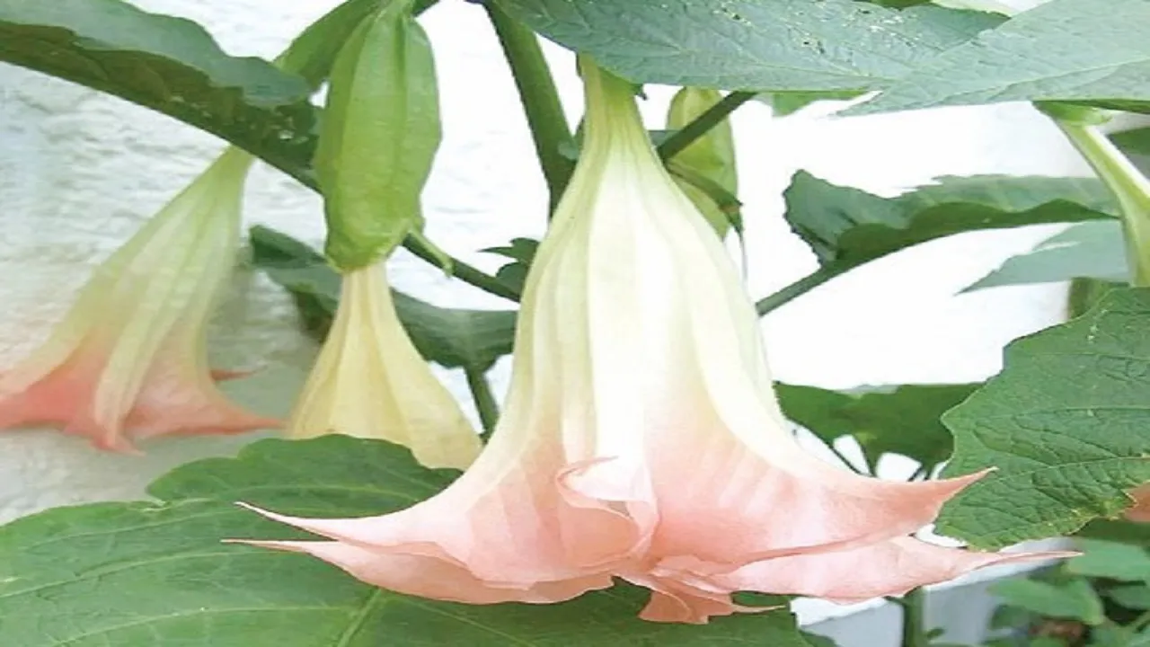 6 R