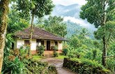 ಮನೆಯ ಸುತ್ತಮುತ್ತ ಮುದ ನೀಡುವ ಮರಗಳು !