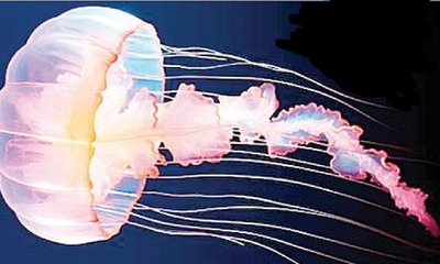 Dr N Someshwara Column: ಬೆರಗು ಮೂಡಿಸುವ ಅಂಬಲಿ ಮೀನು