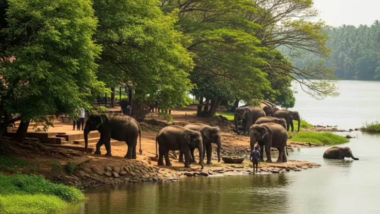 World Elephant Day: ಆನೆಗಳಿರುವ ಭಾರತದ ಜನಪ್ರಿಯ 6 ರಾಷ್ಟ್ರೀಯ ಉದ್ಯಾನವನಗಳಿವು; ಕರ್ನಾಟಕದ ತಾಣವೂ ಇದೆ - Image 2