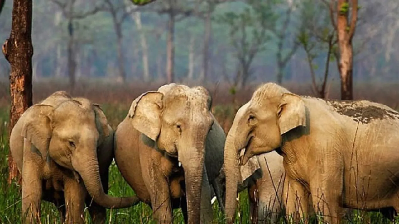 World Elephant Day: ಆನೆಗಳಿರುವ ಭಾರತದ ಜನಪ್ರಿಯ 6 ರಾಷ್ಟ್ರೀಯ ಉದ್ಯಾನವನಗಳಿವು; ಕರ್ನಾಟಕದ ತಾಣವೂ ಇದೆ - Image 8