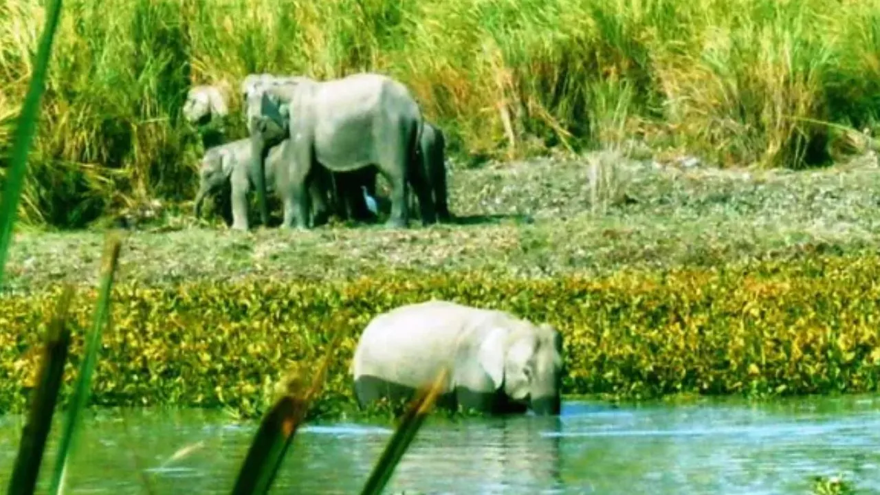 World Elephant Day: ಆನೆಗಳಿರುವ ಭಾರತದ ಜನಪ್ರಿಯ 6 ರಾಷ್ಟ್ರೀಯ ಉದ್ಯಾನವನಗಳಿವು; ಕರ್ನಾಟಕದ ತಾಣವೂ ಇದೆ - Image 7