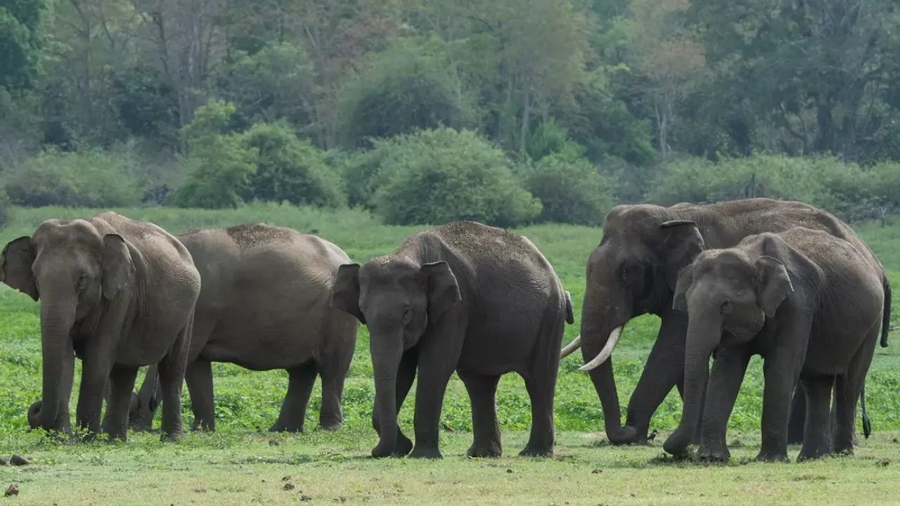 World Elephant Day: ಆನೆಗಳಿರುವ ಭಾರತದ ಜನಪ್ರಿಯ 6 ರಾಷ್ಟ್ರೀಯ ಉದ್ಯಾನವನಗಳಿವು; ಕರ್ನಾಟಕದ ತಾಣವೂ ಇದೆ - Image 5