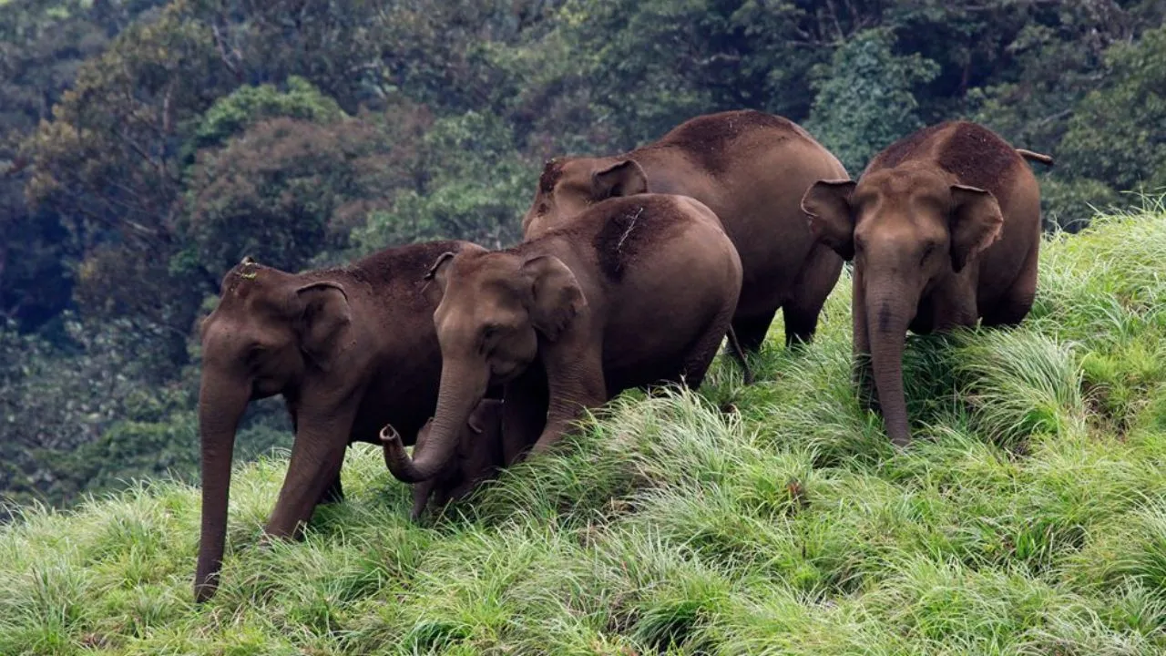 World Elephant Day: ಆನೆಗಳಿರುವ ಭಾರತದ ಜನಪ್ರಿಯ 6 ರಾಷ್ಟ್ರೀಯ ಉದ್ಯಾನವನಗಳಿವು; ಕರ್ನಾಟಕದ ತಾಣವೂ ಇದೆ - Image 4