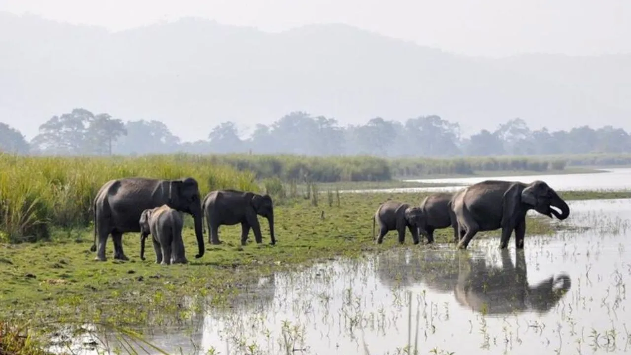 World Elephant Day: ಆನೆಗಳಿರುವ ಭಾರತದ ಜನಪ್ರಿಯ 6 ರಾಷ್ಟ್ರೀಯ ಉದ್ಯಾನವನಗಳಿವು; ಕರ್ನಾಟಕದ ತಾಣವೂ ಇದೆ - Image 3