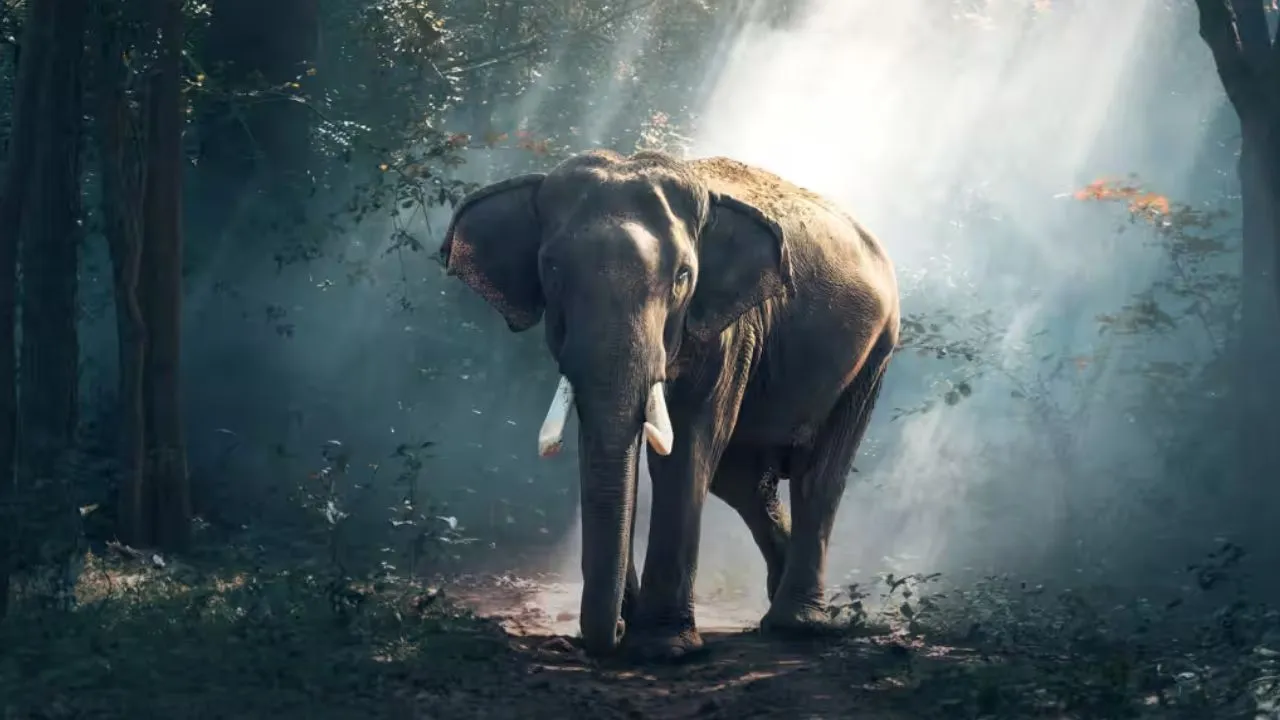 World Elephant Day: ಆನೆಗಳಿರುವ ಭಾರತದ ಜನಪ್ರಿಯ 6 ರಾಷ್ಟ್ರೀಯ ಉದ್ಯಾನವನಗಳಿವು; ಕರ್ನಾಟಕದ ತಾಣವೂ ಇದೆ - Image 1