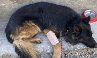 ಉಗ್ರರ ಪತ್ತೆ ಮಾಡಲು ಆರ್ಮಿ ಡಾಗ್ ಟೈಸನ್‌ ಸಾಹಸ ಹೇಗಿತ್ತು?