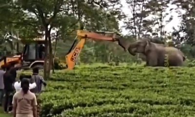 ಅರಣ್ಯದಲ್ಲಿ ಜೆಸಿಬಿ ಎದುರು ನಿಂತು ಪ್ರತಿಭಟಿಸಿದ ಆನೆ: ಹೃದಯವಿದ್ರಾವಕ ದೃಶ್ಯ