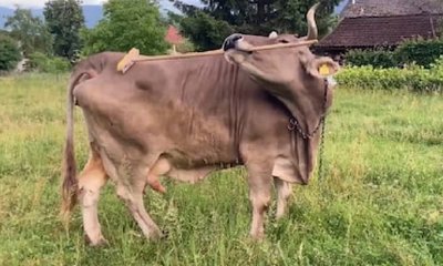 ಬ್ರಷ್ ಬಳಸಿ ತನ್ನನ್ನು ತಾನೇ ಕೆರೆದುಕೊಳ್ಳುವ ಹಸು: ವಿಜ್ಞಾನಿಗಳೇ ಶಾಕ್!