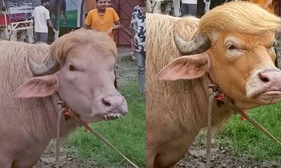 ಬಕ್ರೀದ್‌ಗೂ ಮುನ್ನ ಸದ್ದು ಮಾಡ್ತಿವೆ 'ಟ್ರಂಪ್', 'ನೆತನ್ಯಾಹು' ಎಮ್ಮೆಗಳು!