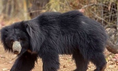 ಕರಡಿಯೊಂದಿಗೆ ಹೋರಾಡಿ ಪತಿಯನ್ನು ರಕ್ಷಿಸಿದ ಪತ್ನಿ