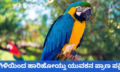 ಗಿಳಿಯನ್ನು ರಕ್ಷಿಸಲು ಹೋಗಿ ಪ್ರಾಣ ಕಳೆದುಕೊಂಡ ಯುವಕ