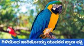 ಗಿಳಿಯನ್ನು ರಕ್ಷಿಸಲು ಹೋಗಿ ಪ್ರಾಣ ಕಳೆದುಕೊಂಡ ಯುವಕ