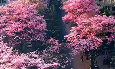 ಸಿಲಿಕಾನ್ ಸಿಟಿಯಲ್ಲಿ ಕಣ್ಮನ ಸೆಳೆವ ದೃಶ್ಯ: ರಸ್ತೆ ಮಧ್ಯೆ ಅರಳಿದ ಹೂ