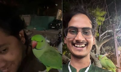 ಸಾಕುಪ್ರಾಣಿ ಗಿಣಿಯೊಂದಿಗೆ ಆಟೋ ಚಾಲಕನ ಸವಾರಿ