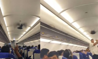 ಇಂಡಿಗೋ ಫ್ಲೈಟ್‌ನಲ್ಲಿ ಮತ್ತೊಂದು ಅವಾಂತರ;  ಪಾರಿವಾಳ ಎಂಟ್ರಿ