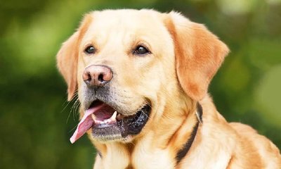 ಸಾಕು ನಾಯಿಗಾಗಿ ತಿಂಗಳಿಗೆ 15,000 ರೂ. ಖರ್ಚು ಮಾಡುವ ಬೆಂಗಳೂರಿನ ದಂಪತಿ!